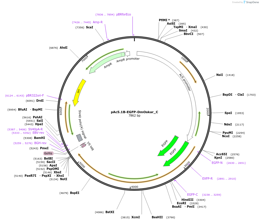 145999-plasmid-map-sequence-id-362930