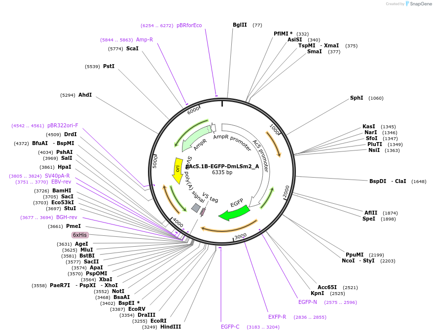 145881-plasmid-map-sequence-id-362932