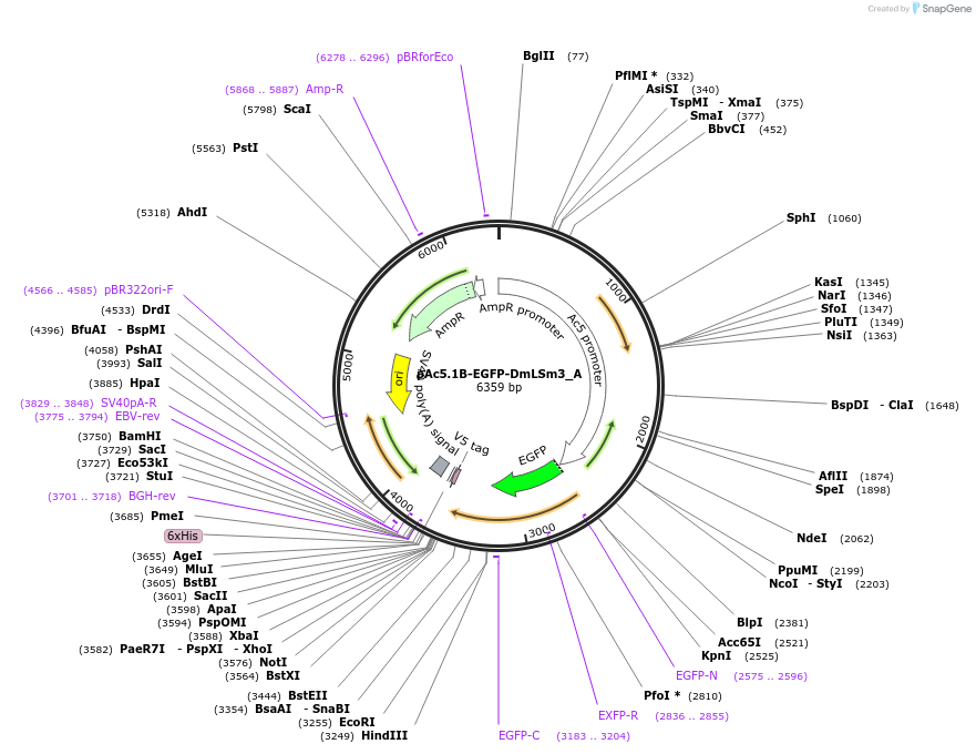 145882-plasmid-map-sequence-id-362937