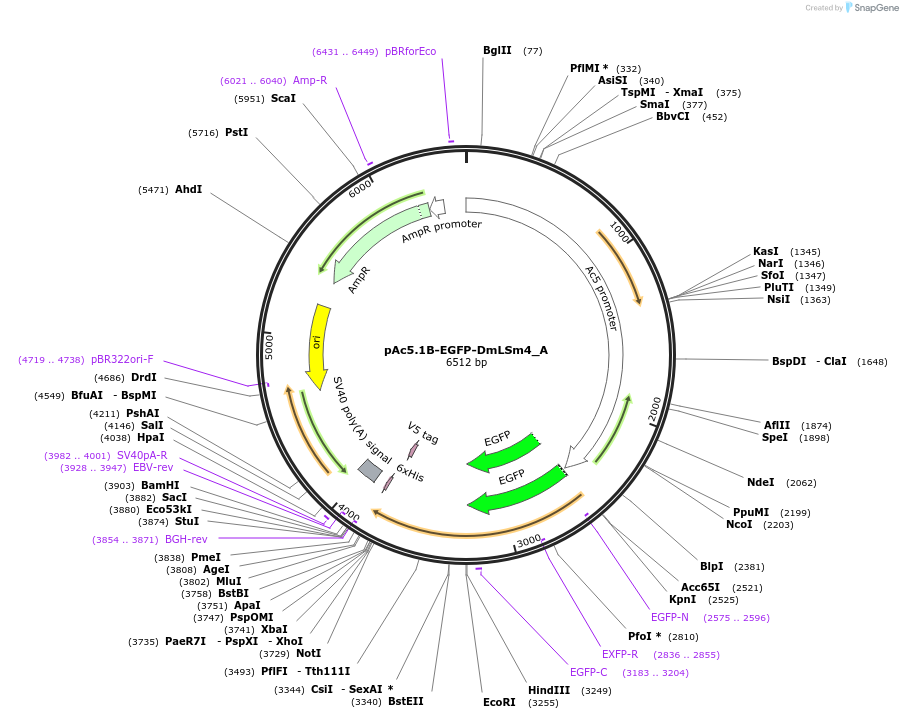 145883-plasmid-map-sequence-id-362940