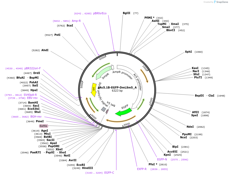 145884-plasmid-map-sequence-id-362942