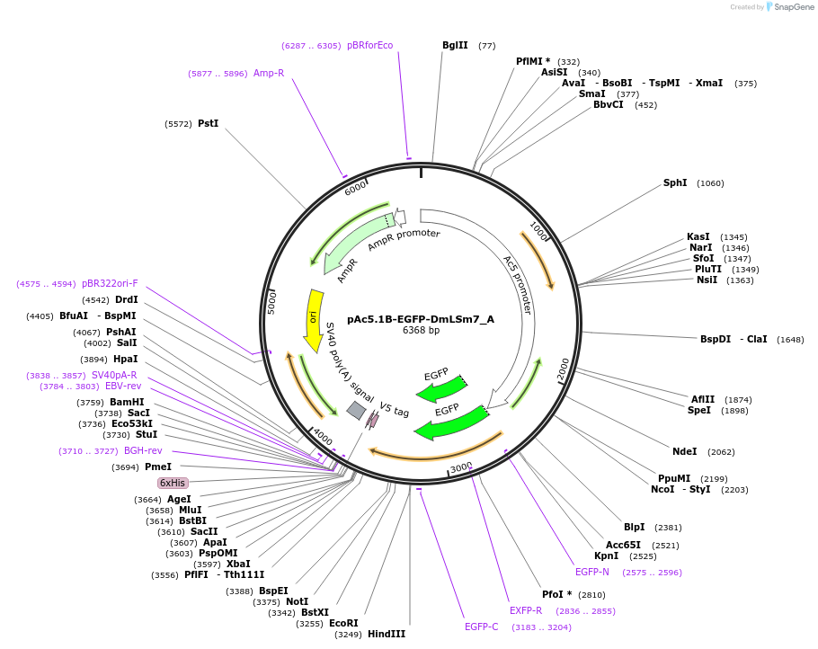 145885-plasmid-map-sequence-id-362943