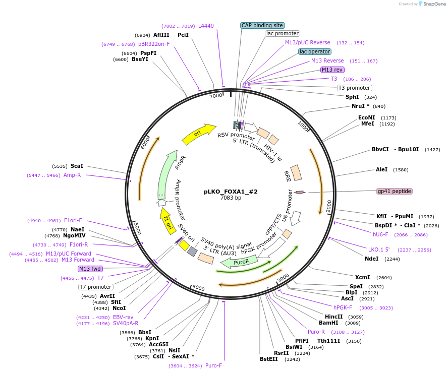 70096-plasmid-map-sequence-id-362944