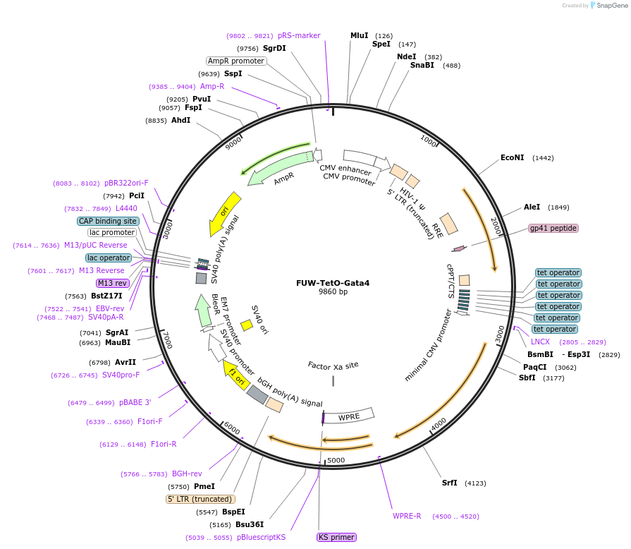 41084-plasmid-map-sequence-id-362947