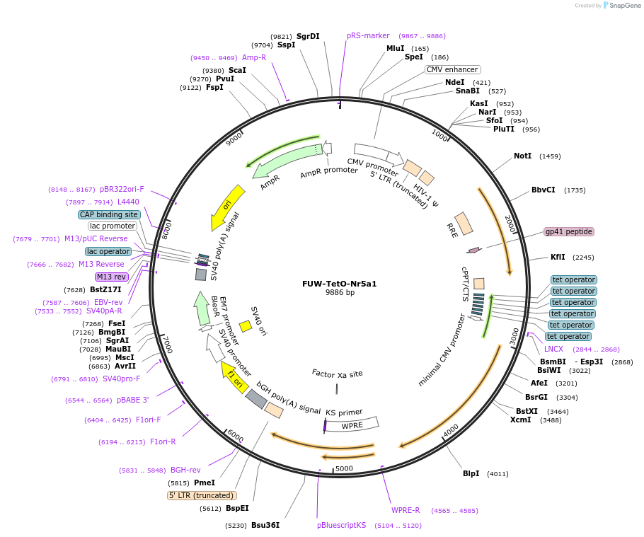 41081-plasmid-map-sequence-id-362950