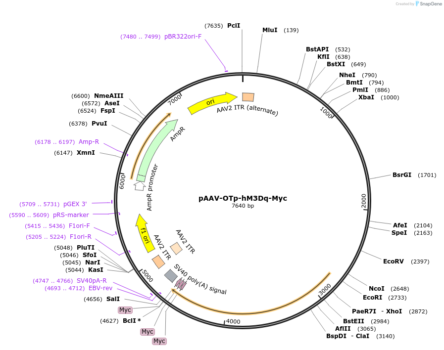 184753-plasmid-map-sequence-id-362956