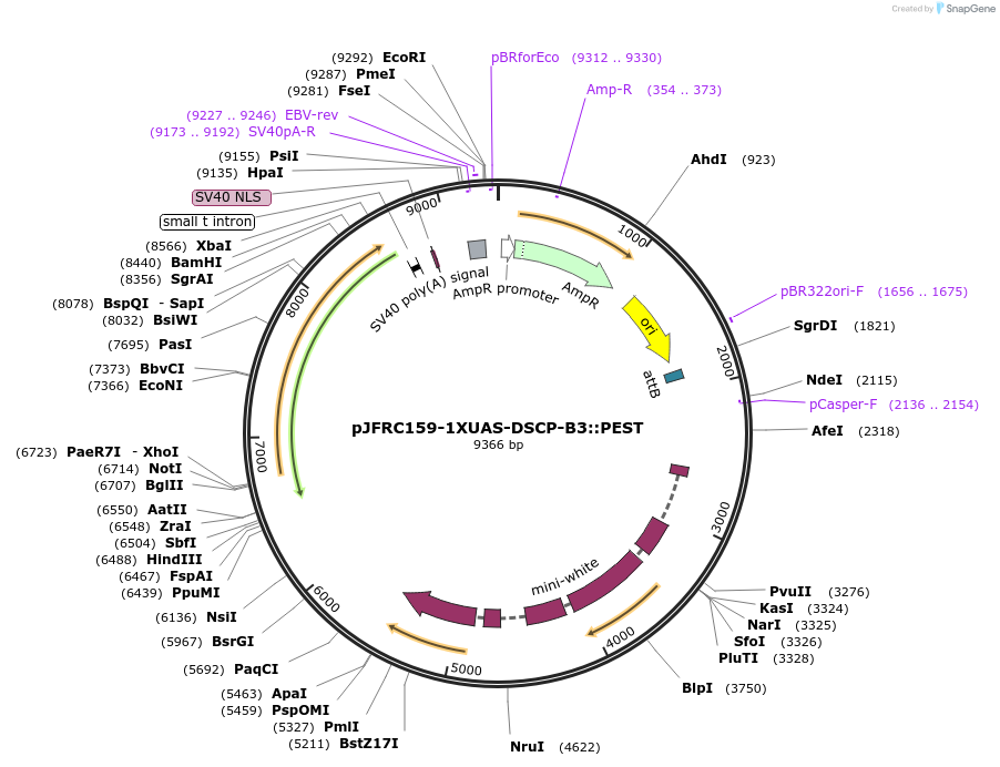 32137-plasmid-map-sequence-id-36297