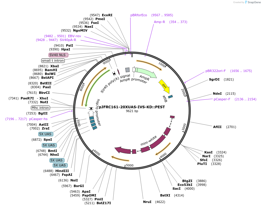 32140-plasmid-map-sequence-id-36299