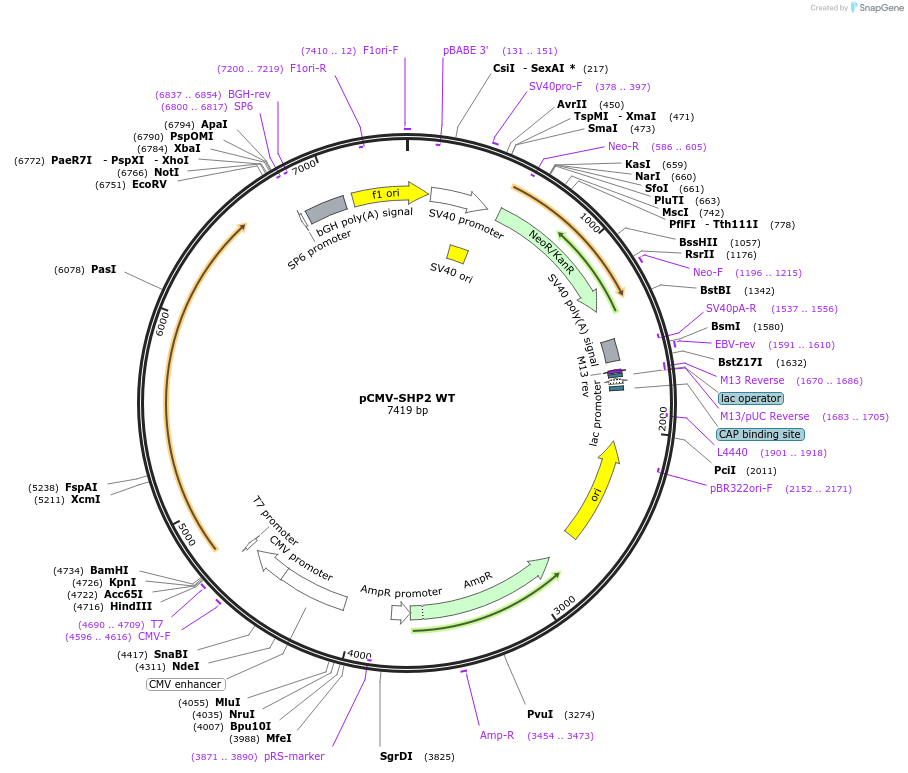 8381-plasmid-map-sequence-id-363016