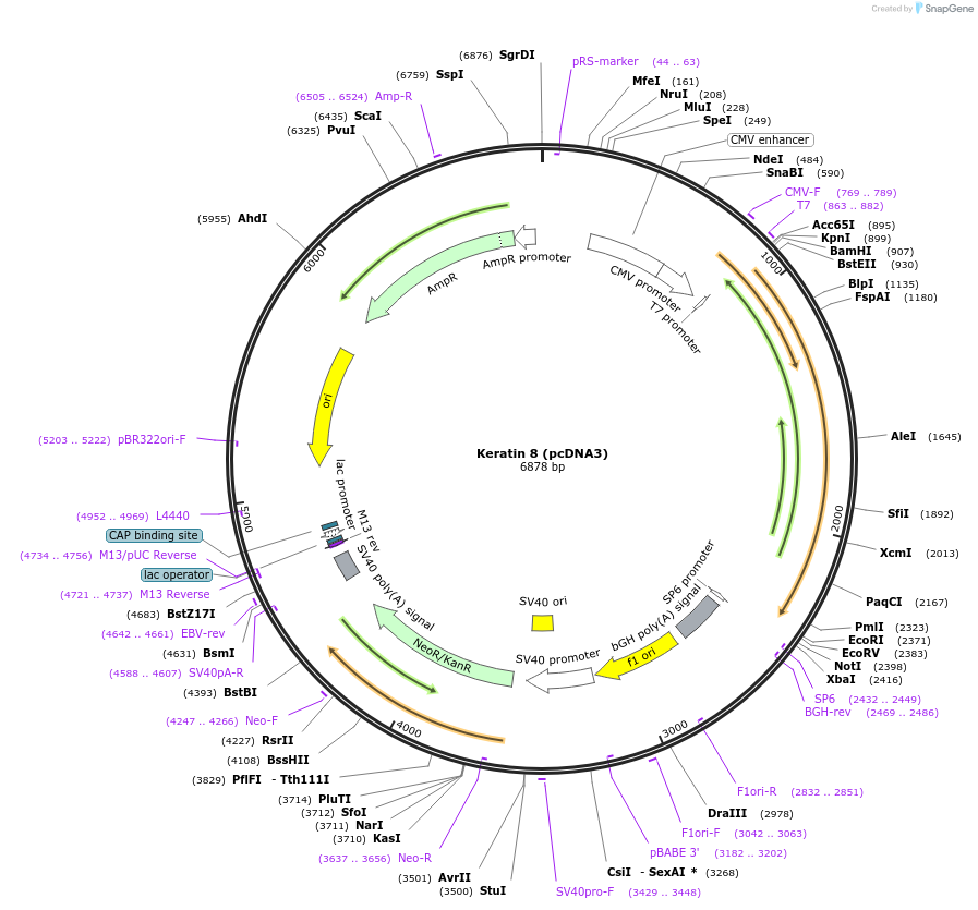 18063-plasmid-map-sequence-id-363018