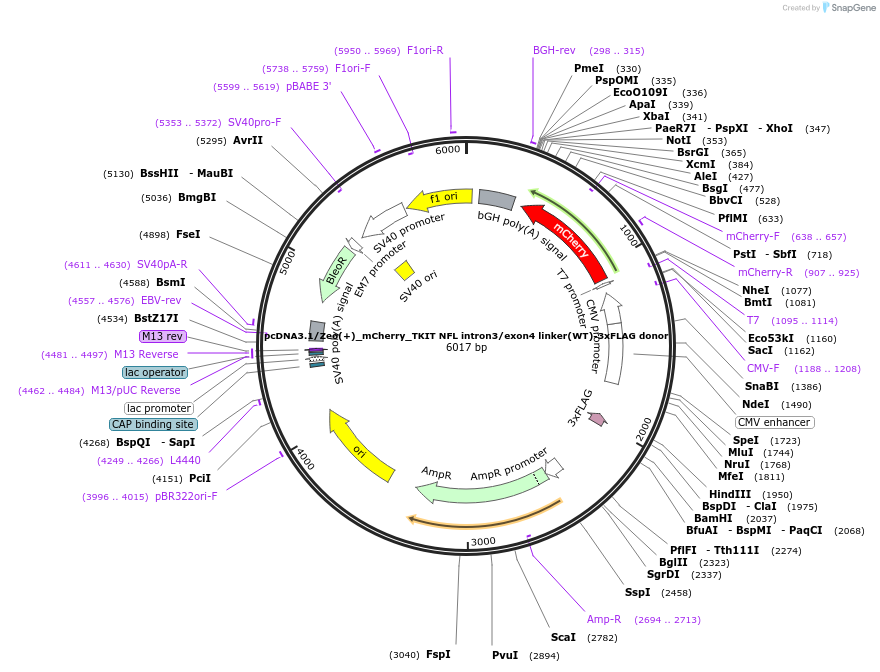 182685-plasmid-map-sequence-id-363019