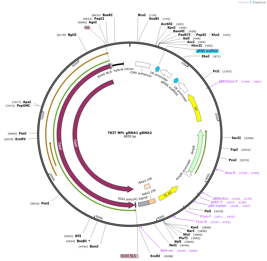 182681-plasmid-map-sequence-id-363020