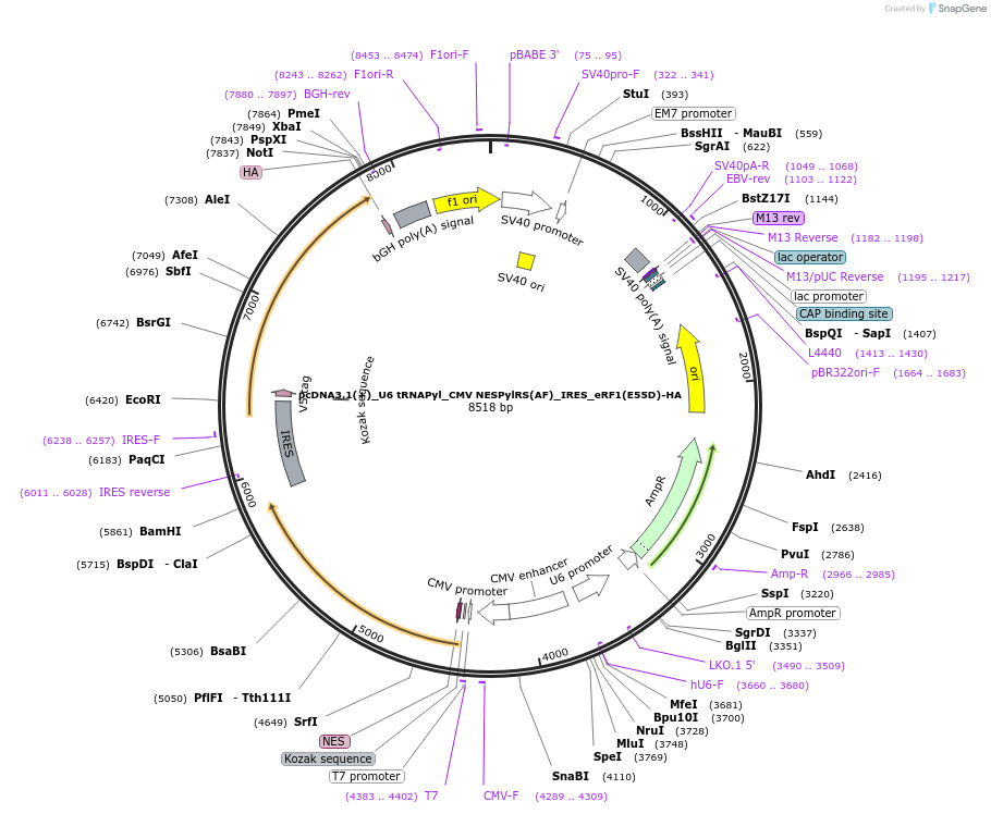 182653-plasmid-map-sequence-id-363026