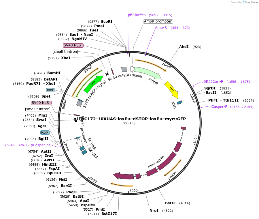 32145-plasmid-map-sequence-id-36304