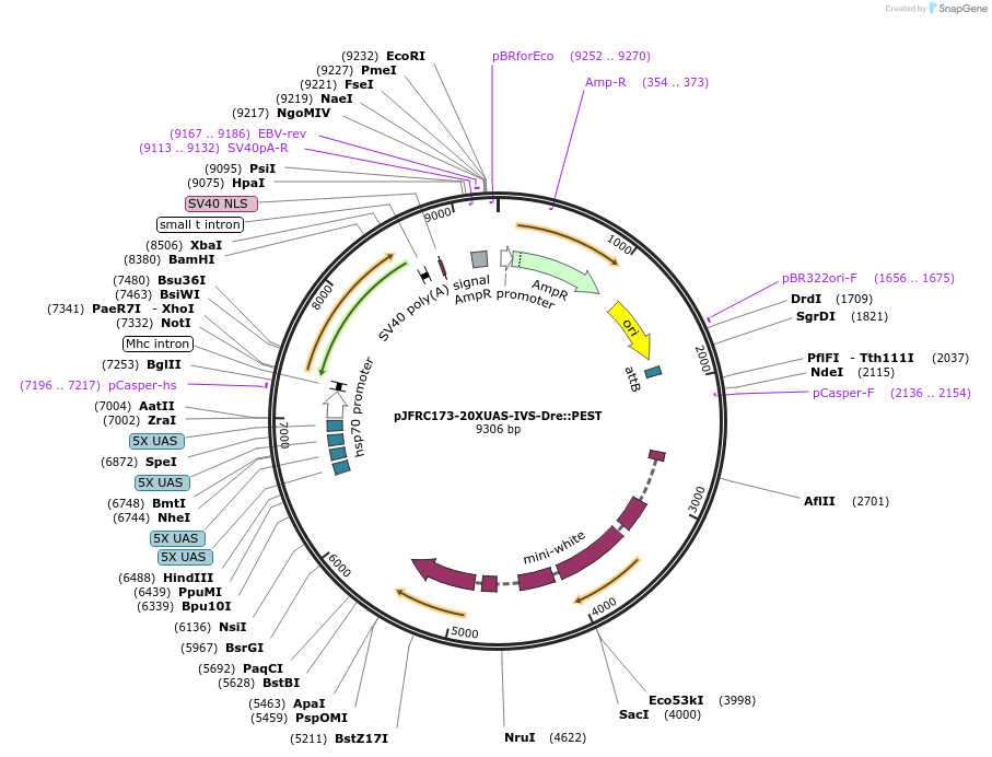 32146-plasmid-map-sequence-id-36305