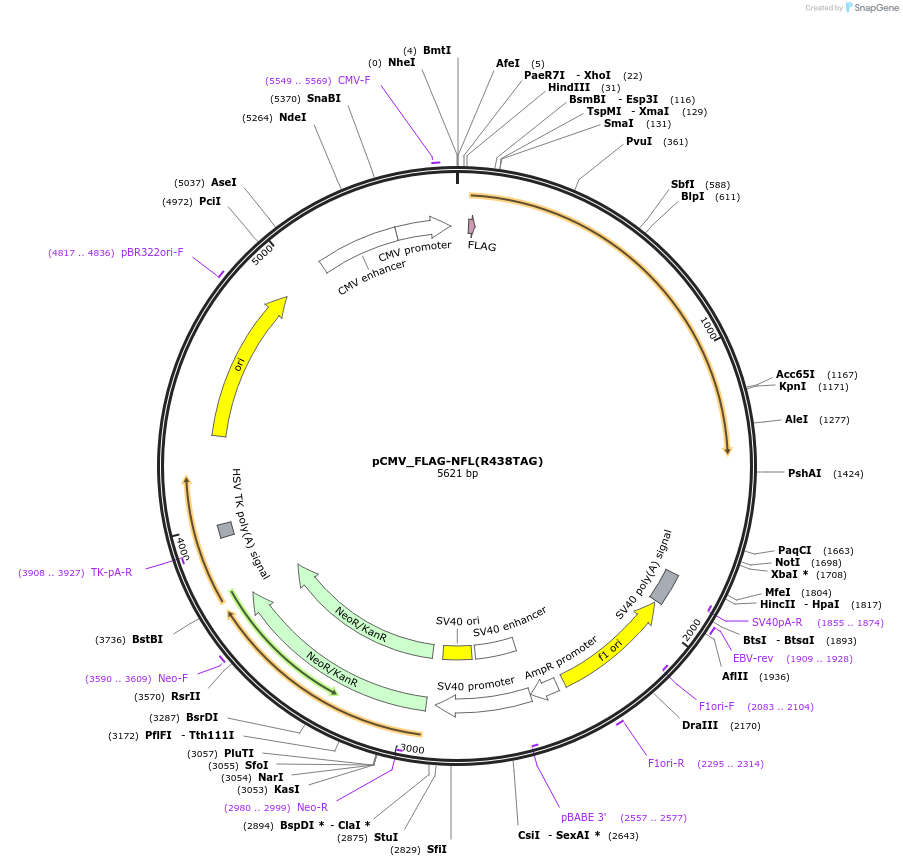 182662-plasmid-map-sequence-id-363050