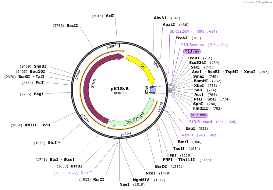 177838-plasmid-map-sequence-id-363053