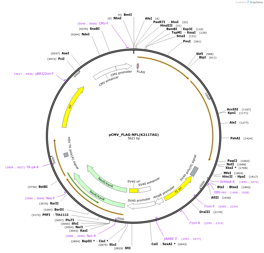 182660-plasmid-map-sequence-id-363056