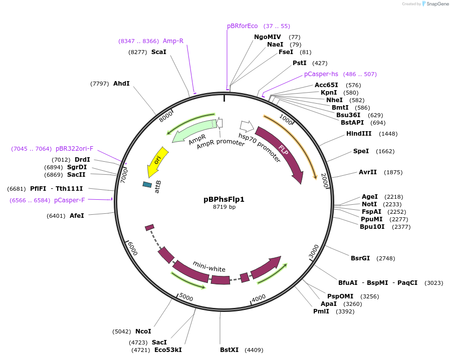 32148-plasmid-map-sequence-id-36307