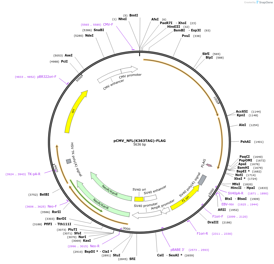 182656-plasmid-map-sequence-id-363073
