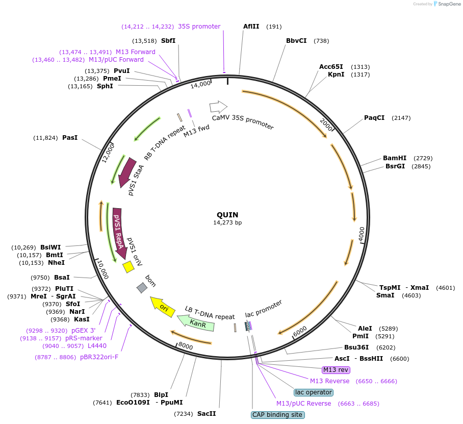 184267-plasmid-map-sequence-id-363074