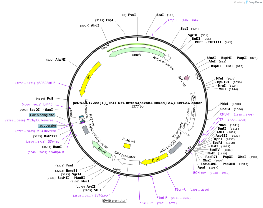 182686-plasmid-map-sequence-id-363076