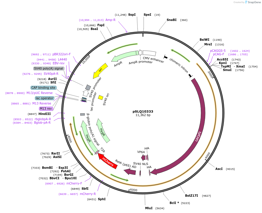 183955-plasmid-map-sequence-id-363077