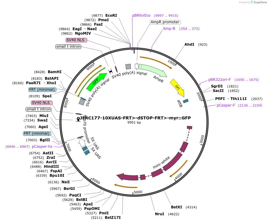 32149-plasmid-map-sequence-id-36308