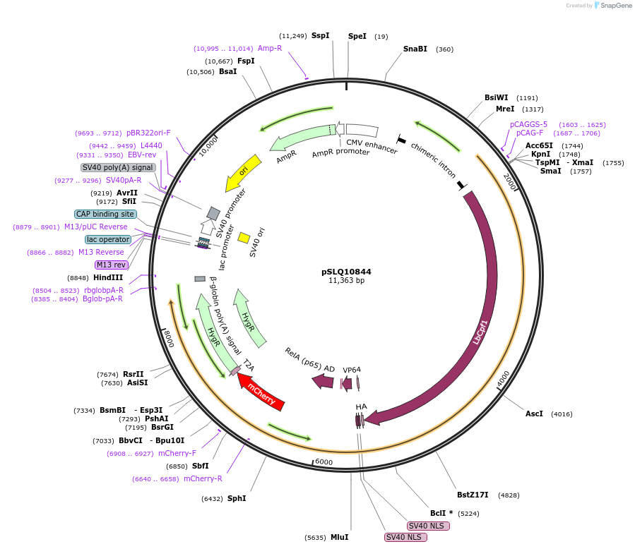 183956-plasmid-map-sequence-id-363081