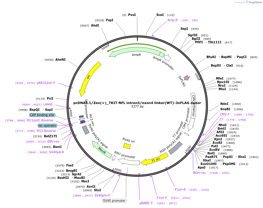 182682-plasmid-map-sequence-id-363082