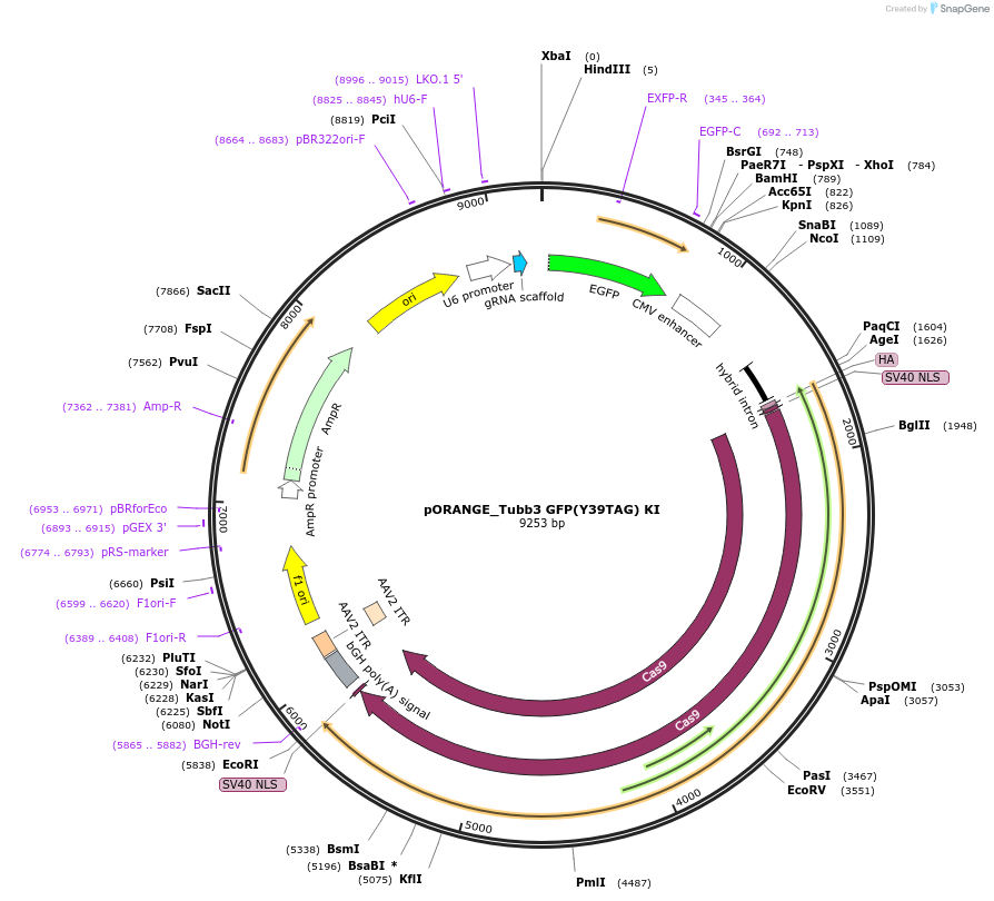 182678-plasmid-map-sequence-id-363084