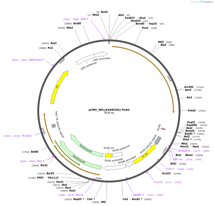 182658-plasmid-map-sequence-id-363090