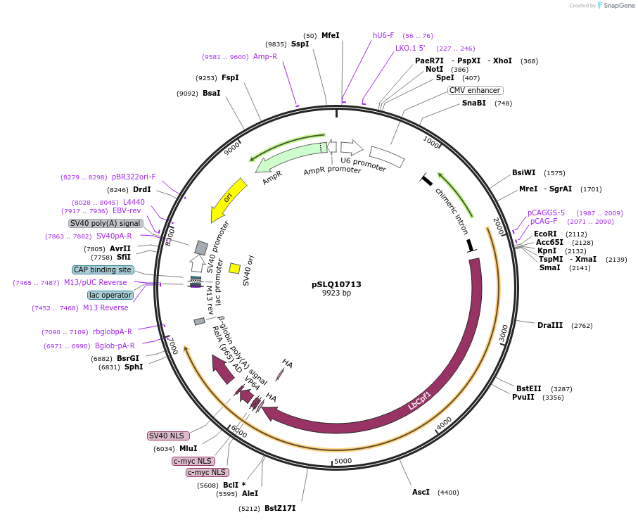 183958-plasmid-map-sequence-id-363109
