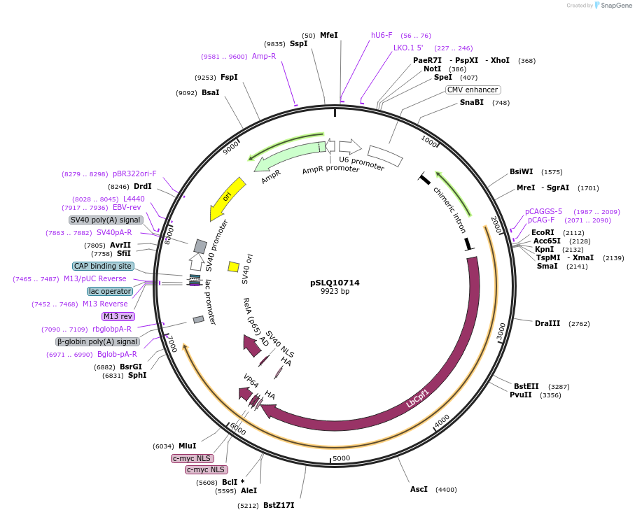 183959-plasmid-map-sequence-id-363110