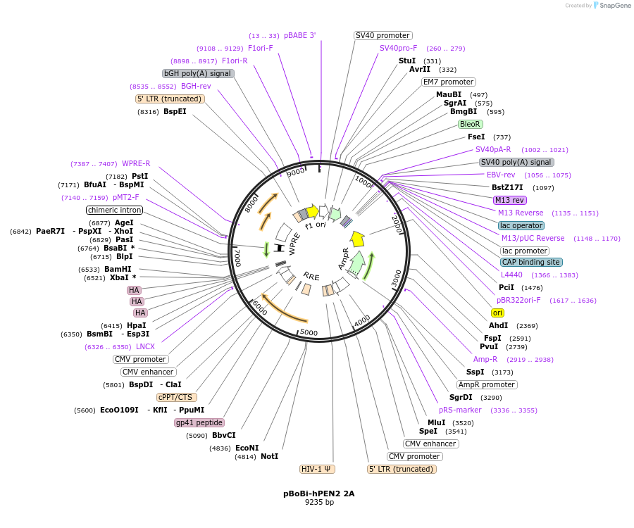 183640-plasmid-map-sequence-id-363111