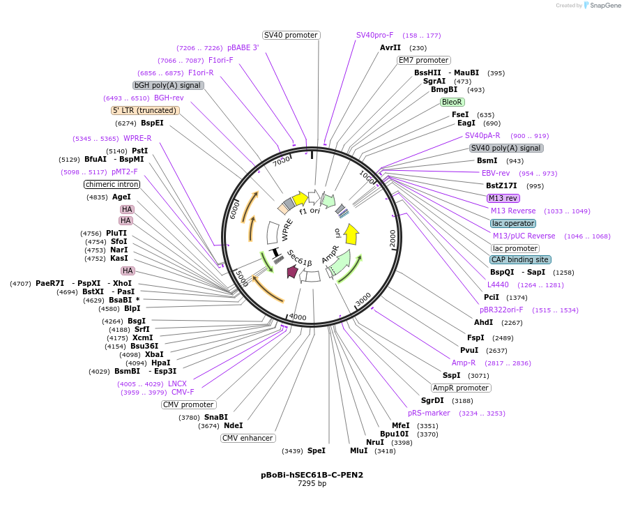 183648-plasmid-map-sequence-id-363112