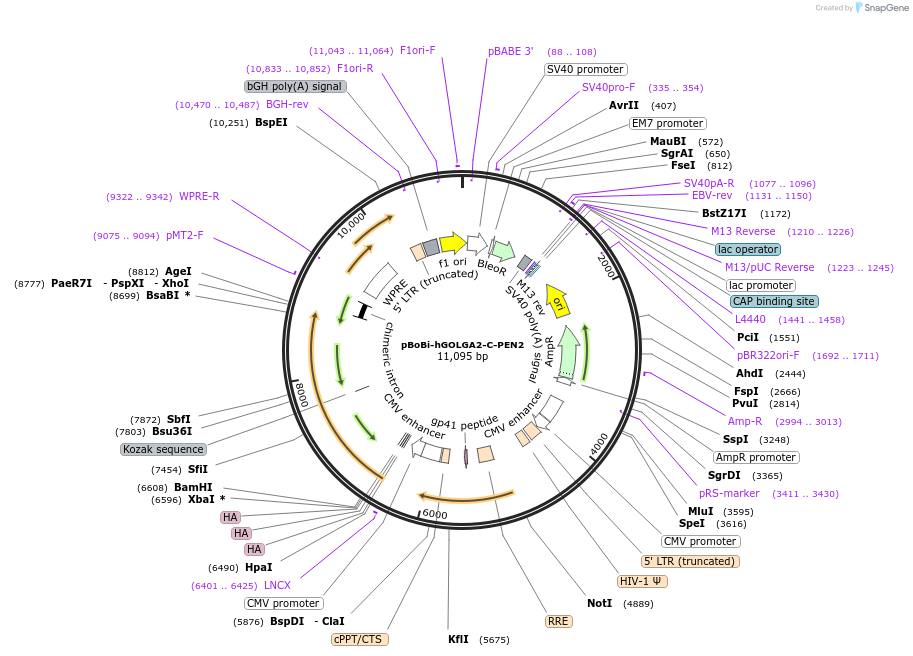 183649-plasmid-map-sequence-id-363113