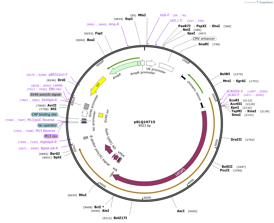 183960-plasmid-map-sequence-id-363114