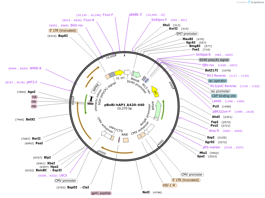 183642-plasmid-map-sequence-id-363115