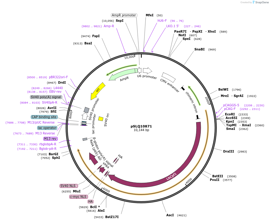 183962-plasmid-map-sequence-id-363117