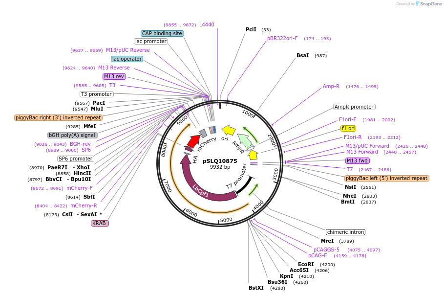 183963-plasmid-map-sequence-id-363118