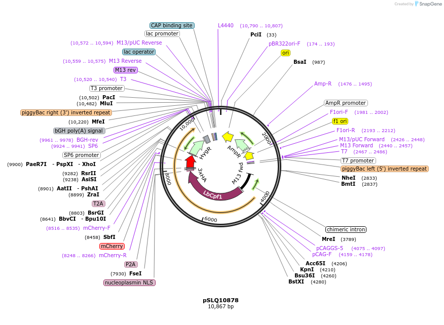 183964-plasmid-map-sequence-id-363120