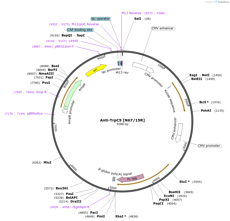 182118-plasmid-map-sequence-id-363122