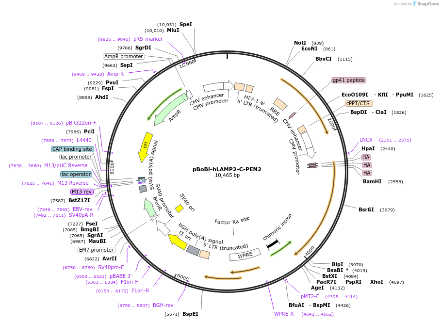 183646-plasmid-map-sequence-id-363124