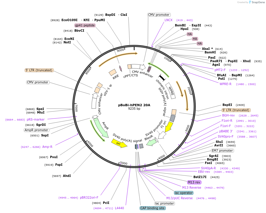 183639-plasmid-map-sequence-id-363126