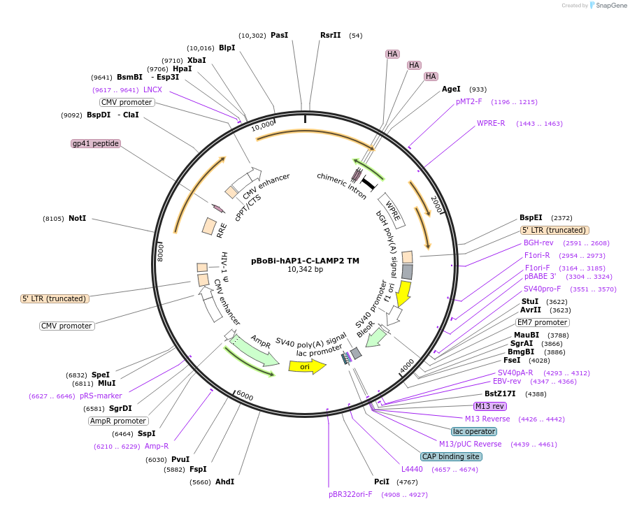 183645-plasmid-map-sequence-id-363129