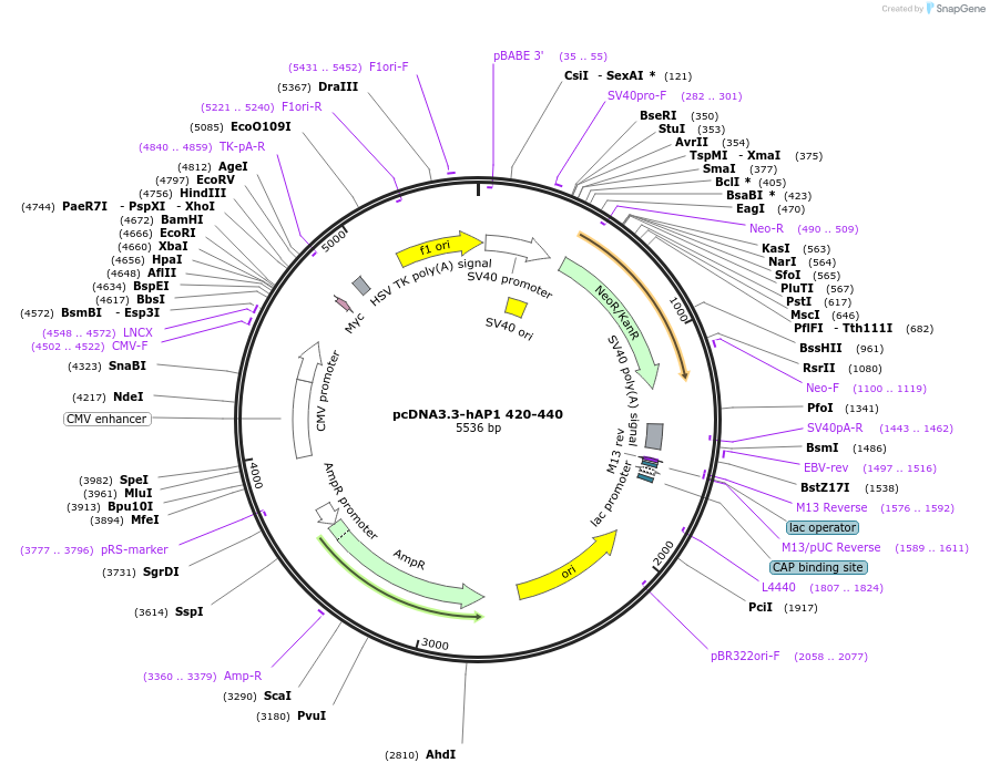 183643-plasmid-map-sequence-id-363131
