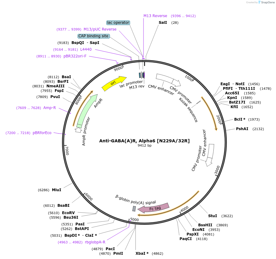 182109-plasmid-map-sequence-id-363134