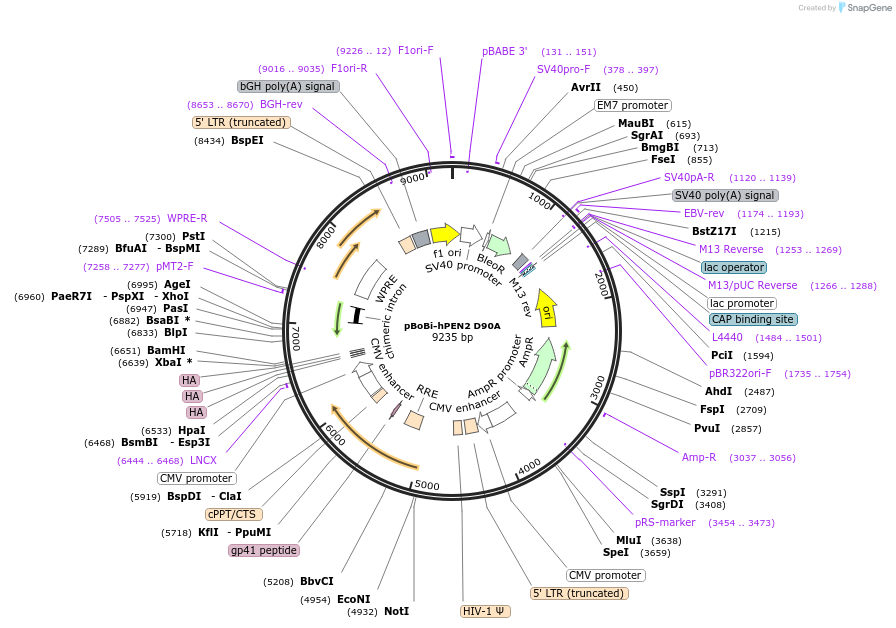 183641-plasmid-map-sequence-id-363135