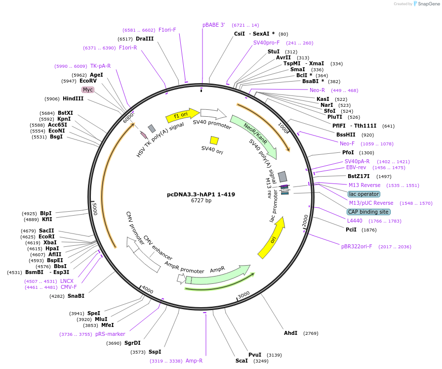 183644-plasmid-map-sequence-id-363138